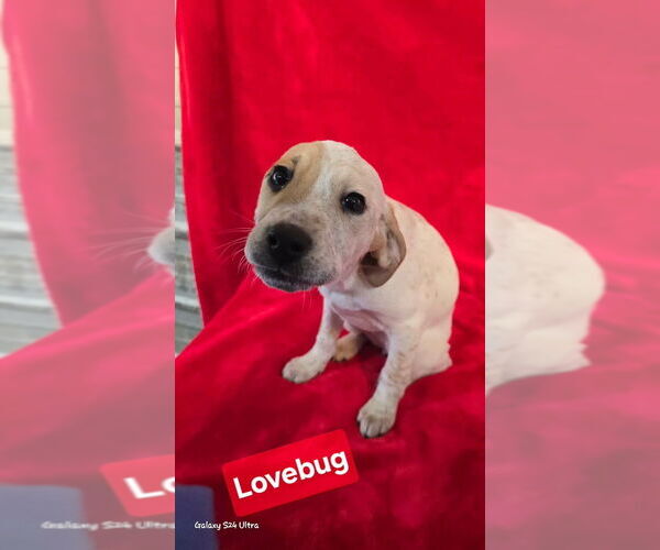 Medium Photo #1 Mutt Puppy For Sale in Foristell, MO, USA