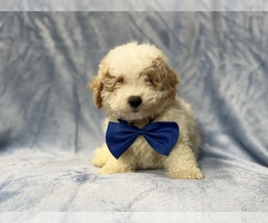 Bichpoo Puppy for sale in LAKELAND, FL, USA