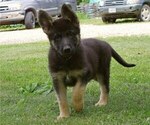 Small Photo #5 German Shepherd Dog Puppy For Sale in SALEM, MO, USA