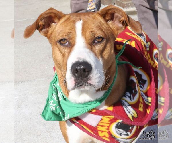 Medium Photo #6 Boxador Puppy For Sale in Washington, DC, USA