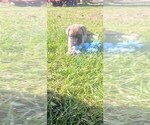 Small #6 Mastiff
