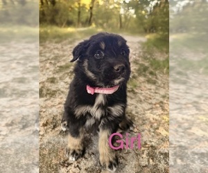 Medium Australian Shepherd