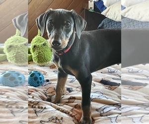 Doberman Pinscher Puppy for sale in PEYTON, CO, USA