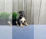 Puppy Doug English Bulldog