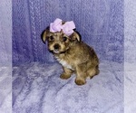 Puppy Ivy Yorkshire Terrier