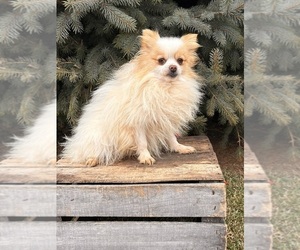 Father of the Pomeranian puppies born on 02/07/2026