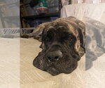 Small #2 Mastiff