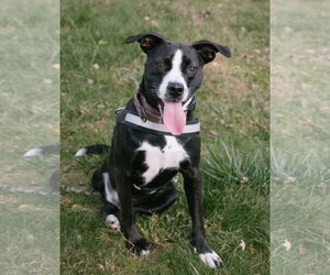 Mutt Dogs for adoption in Oakhurst, NJ, USA