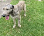 Small Photo #1 Irish Wolfhound Puppy For Sale in LAKE ELSINORE, CA, USA