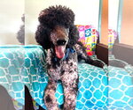 Small #6 Poodle (Standard)
