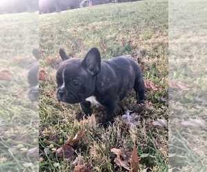 French Bulldog Puppy for sale in GIBSONVILLE, NC, USA