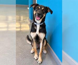 German Shepherd Dog-Unknown Mix Dogs for adoption in San Martin, CA, USA