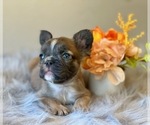 Puppy Bl Fawn Fluffy French Bulldog
