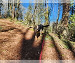Small #23 German Shepherd Dog
