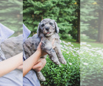 Small #2 Bernedoodle (Miniature)