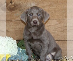 Labrador Retriever Puppy for sale in STEWARTSTOWN, PA, USA