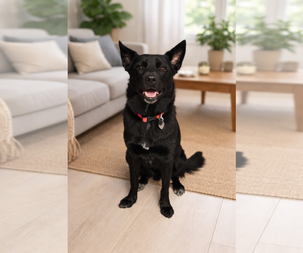 Medium Photo #1 Border-Aussie Puppy For Sale in Phoenix, AZ, USA