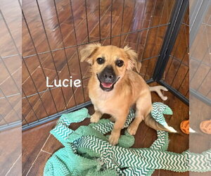 Lucie - Female Colonial Cocker Spaniel-Havanese Mix Dog for Adoption - Photo #2