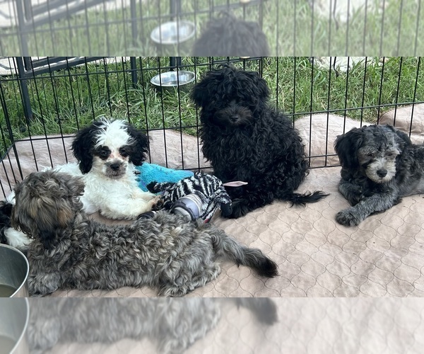 Medium Photo #2 ShihPoo Puppy For Sale in GLOUCESTER, VA, USA