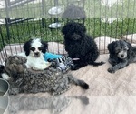 Small Photo #2 ShihPoo Puppy For Sale in GLOUCESTER, VA, USA