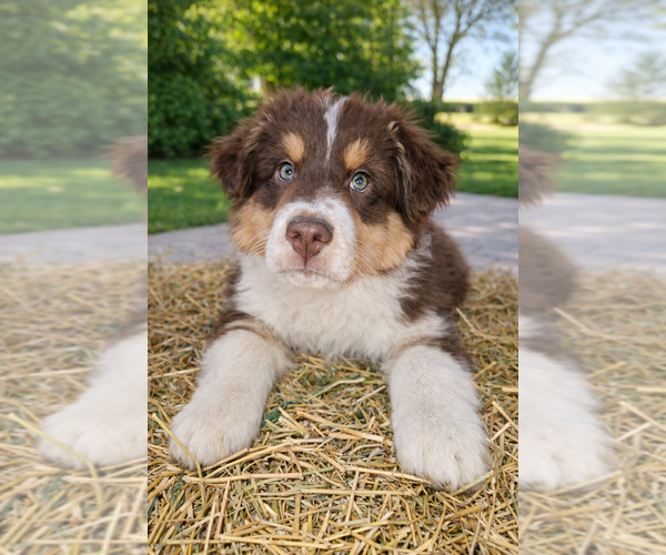 Medium Photo #5 Australian Shepherd Puppy For Sale in MABEL, MN, USA