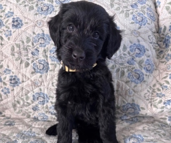 Medium Photo #1 Schnoodle (Giant) Puppy For Sale in ANDERSON, CA, USA
