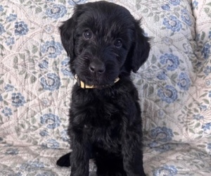 Medium Schnoodle (Giant)