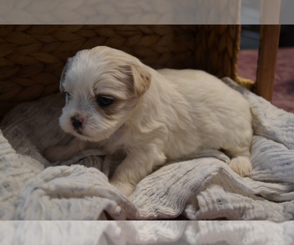 Medium Photo #2 Mal-Shi Puppy For Sale in GREENWOOD, WI, USA