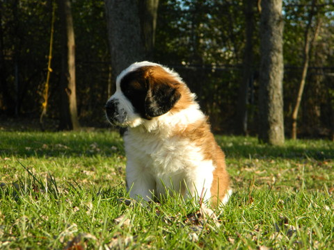 Medium Photo #1 Saint Bernard Puppy For Sale in YPSILANTI, MI, USA