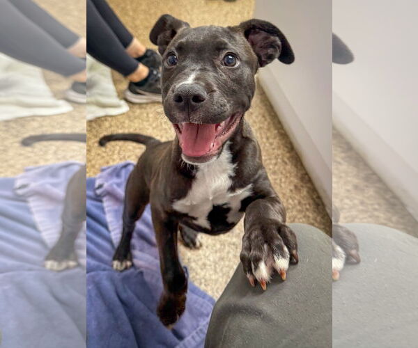 Medium Photo #5 American Pit Bull Terrier-Labrador Retriever Mix Puppy For Sale in San Diego, CA, USA