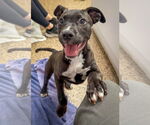 Small #4 American Pit Bull Terrier-Labrador Retriever Mix