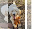 Small Photo #3 Goldendoodle Puppy For Sale in McKinney, TX, USA