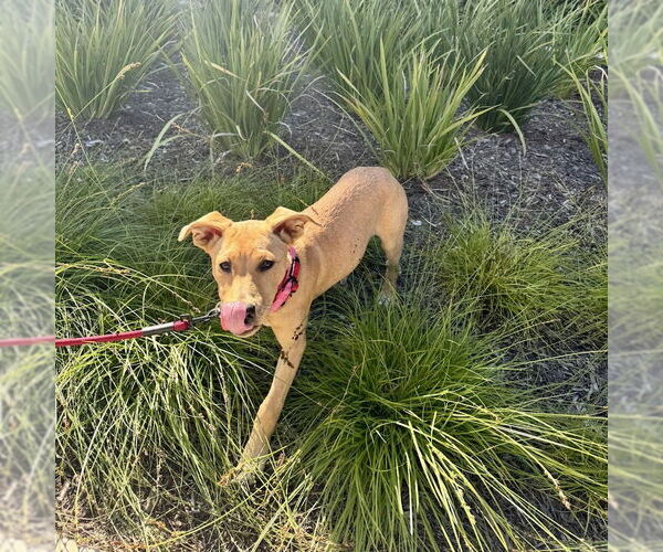 Medium Photo #9 Labrador Retriever-Unknown Mix Puppy For Sale in San Juan Capistrano, CA, USA