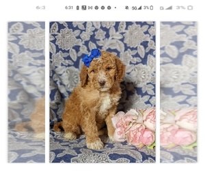 Goldendoodle Puppy for sale in BETHLEHEM, PA, USA