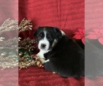 Small Photo #17 Cowboy Corgi Puppy For Sale in MENIFEE, CA, USA