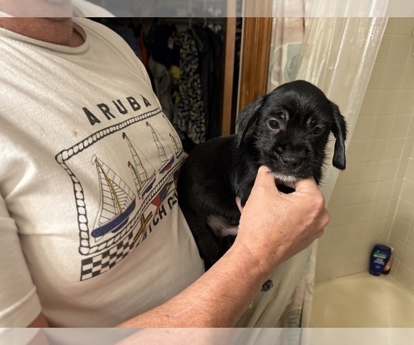 Medium Photo #1 Schweenie Puppy For Sale in DOTHAN, AL, USA