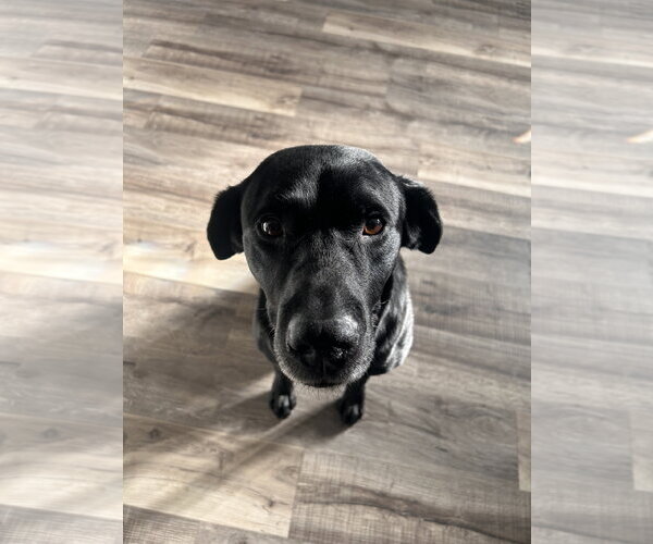 Medium Photo #1 Labrador Retriever-Retriever  Mix Puppy For Sale in Princeton, MN, USA