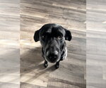 Eddy - Male Labrador Retriever-Retriever  Mix Dog for Adoption - Small photo