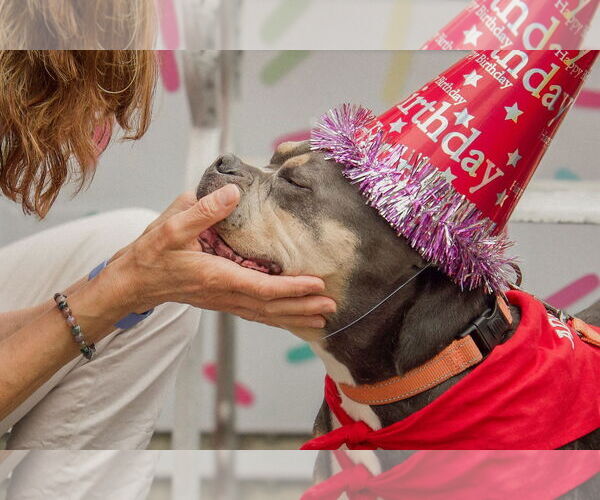 Medium Photo #6 Bulldog-Unknown Mix Puppy For Sale in Chester, NJ, USA