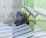 Small #2 Labrador Retriever Mix