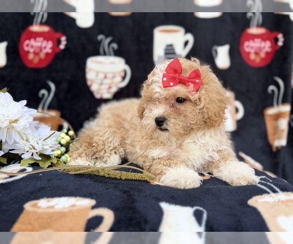 Medium Photo #4 Bichpoo Puppy For Sale in LAKELAND, FL, USA