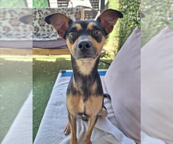 Medium Photo #1 Miniature Pinscher-Unknown Mix Puppy For Sale in Woodland, CA, USA