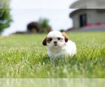 Small Photo #5 Shih Tzu Puppy For Sale in WARSAW, IN, USA