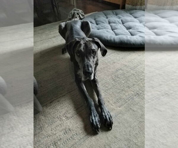 Medium Photo #2 Great Dane Puppy For Sale in Bullard, TX, USA
