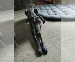 Small #1 Great Dane
