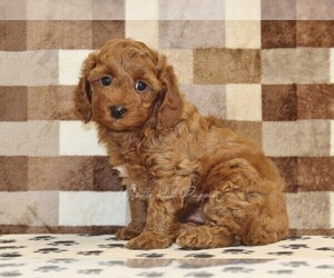Cavapoo (Miniature) Puppy for sale in DENVER, PA, USA