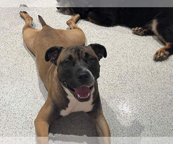 Medium Photo #43 Boxer-Unknown Mix Puppy For Sale in Holly Springs, NC, USA