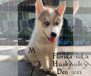 Siberian Husky Puppy for sale in NEW PORT RICHEY, FL, USA
