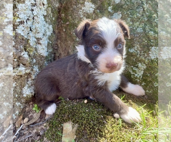 Medium Photo #4 Miniature Australian Shepherd Puppy For Sale in AMITY, AR, USA