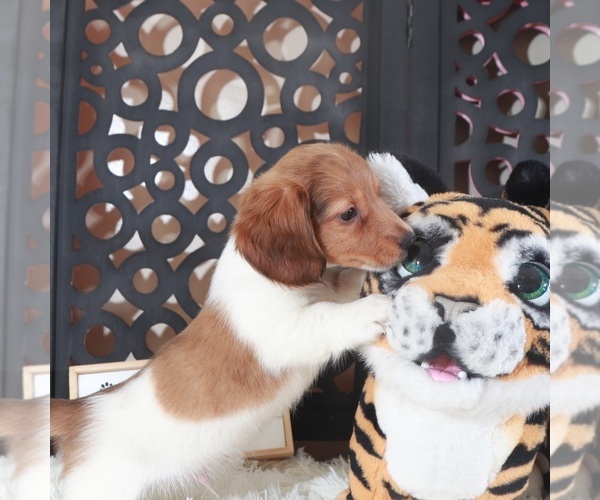 Medium Photo #5 Dachshund Puppy For Sale in MOUNT VERNON, OH, USA